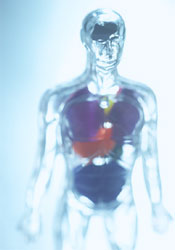 human anatomy figure